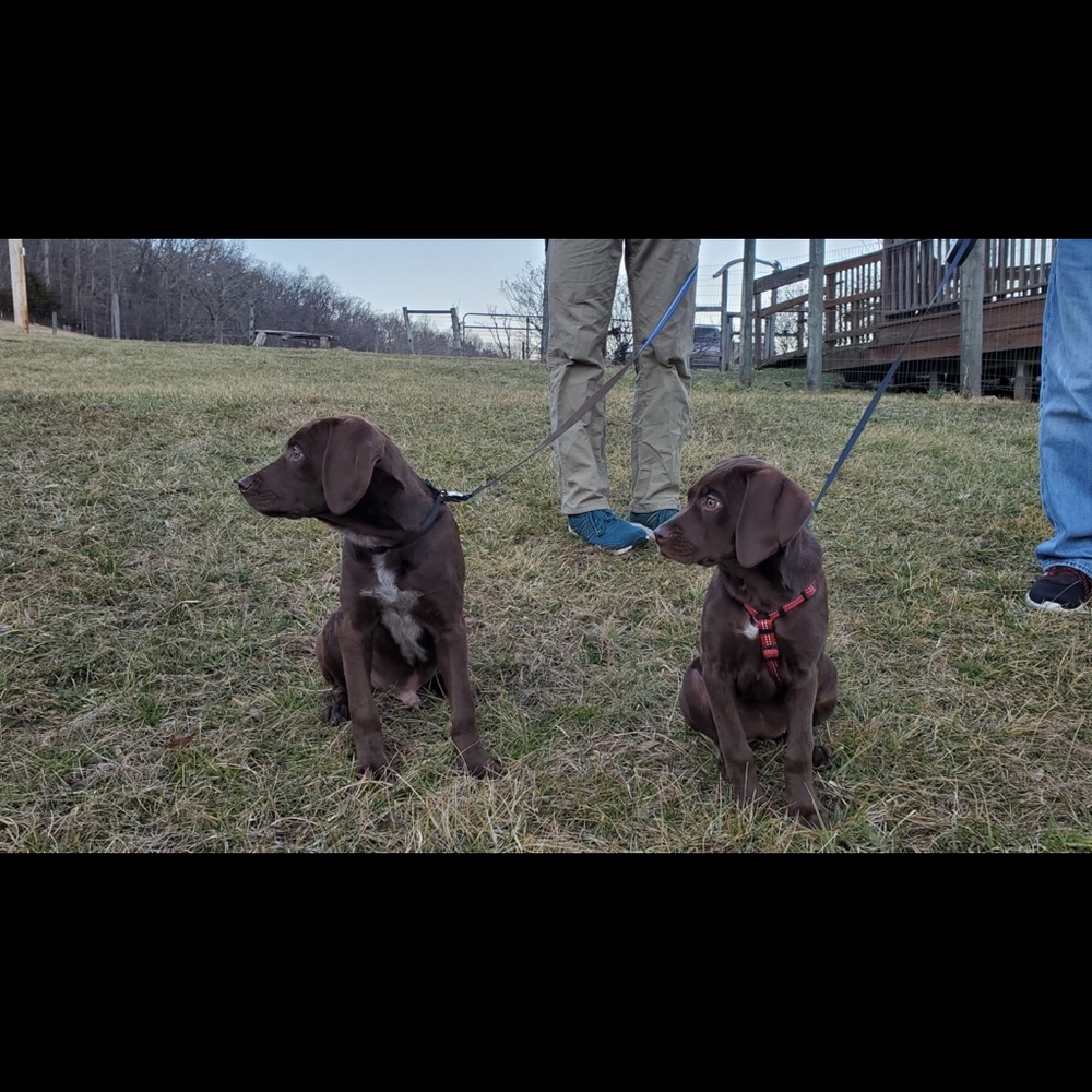 Meet Bailey Part 2 — - Picture 12 of 16